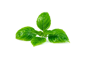 Fototapeta premium leaf fresh basil isolated on white background ,Green leaves pattern