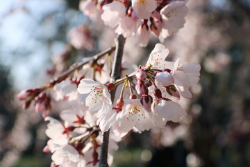 朝日に輝く桜　アップ