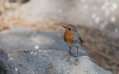 Robin Erithacus rubecula marionae. Integral Natural Reserve of Inagua. Tejeda. Gran Canaria. Canary Islands. Spain.