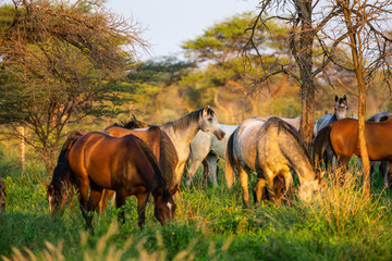 Troupeau de chevaux en liberté dans une prairie