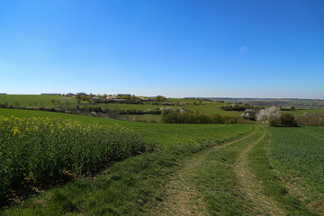Spring landscape with green fields and meadows