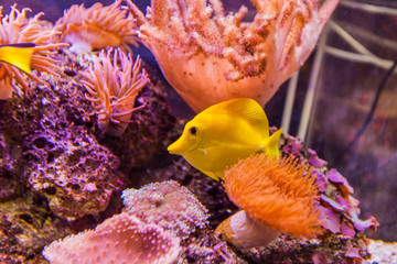 Marine aquarium tropical fish