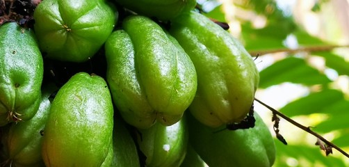 Beautiful Bilimbi  background looking nice