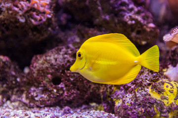 Marine aquarium tropical fish