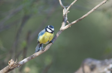 African blue tit Cyanistes teneriffae hedwigii. Integral Natural Reserve of Inagua. Tejeda. Gran Canaria. Canary Islands. Spain.