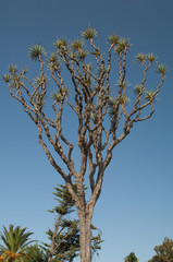 Canary Islands dragon tree in Las Meleguinas.