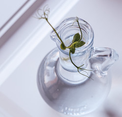 green small plant, boring, in a glass transparent vase in water, on a white background