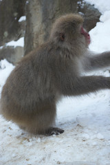 Japanese snow monkey 