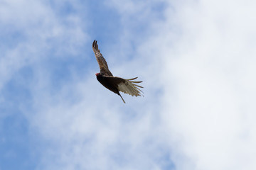 Turkey Vulture in flight