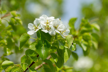 Branch with pear flowers