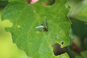 grüne Fliege mit orangen Augen
