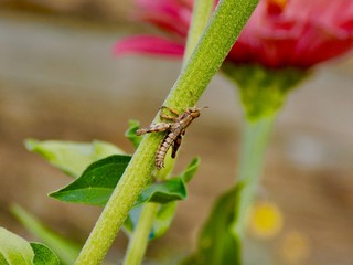 grasshopper on flower stem
