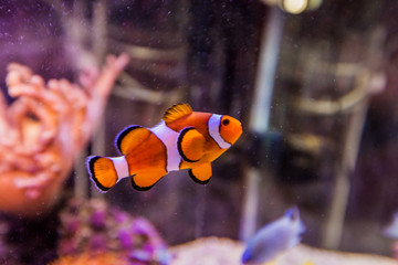 Fototapeta na wymiar Marine aquarium tropical fish