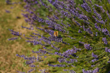 Butterfly sitting on violet lavender flowers. Beautiful blooming in garden. Landscape garden design, wild nature