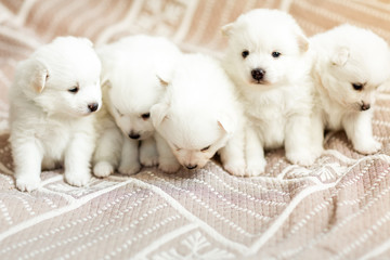 Cute adorable fluffy white spitz dog puppies