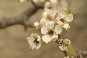 pear blossom after frost