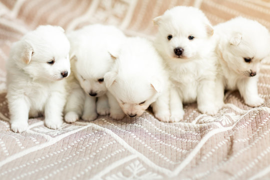 cute puffy puppies