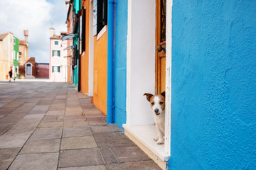 A dog peeks out of a door against a blue wall. Pet alone in the city. Jack Russell Terrier outdide