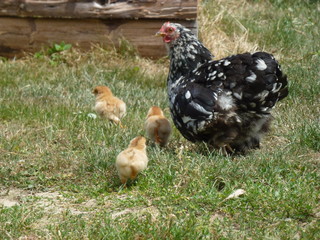 Maman Poule