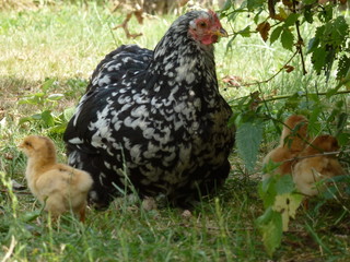 Maman poule