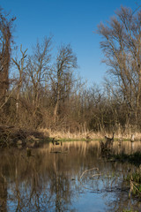 Lake and a forest, Most pri Bratislave