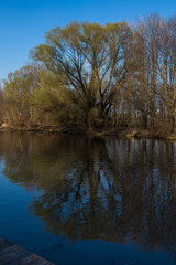 Fototapeta na wymiar Little Danube river and trees, Slovakia