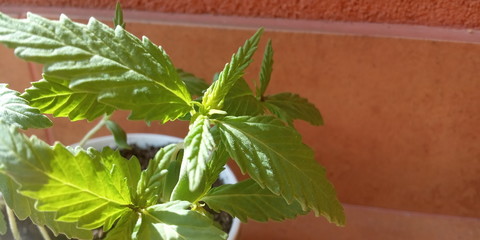 Mocarny Barabasz . Type : Green  (Mighty Barabbas)  II © Jamazuri