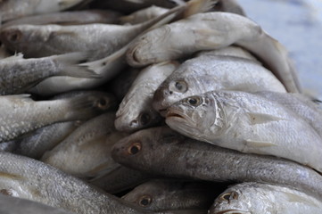 fresh fish on the market