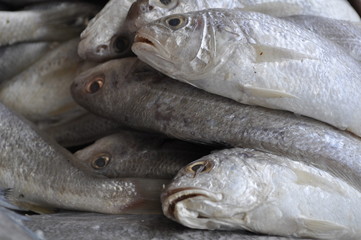 fresh fish on the market