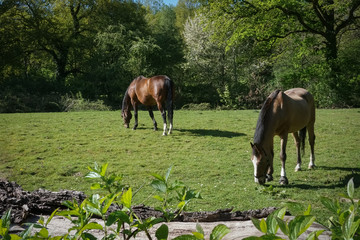 horses grazing in a field