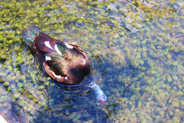Diving duck Cairina moschata (Muscovy duck)