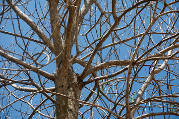 Dead tree on blue sky background.  Out line of dry tree branch against a blue sky background