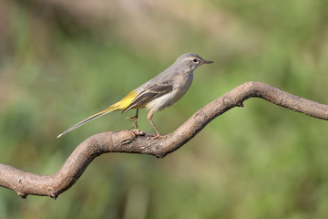 The Grey wagtail advance on branch (Motacilla cinerea)
