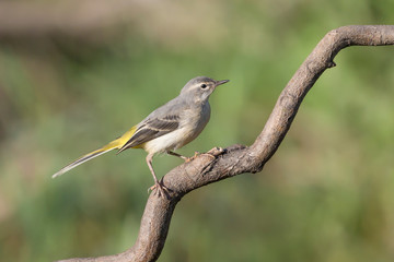 The beautiful Grey wagtail advance on branch (Motacilla cinerea)