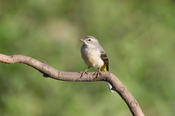 Portrait of Grey wagtail in breeding season (Motacilla cinerea)