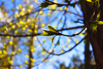 Spring branch with young g...leaves blur background