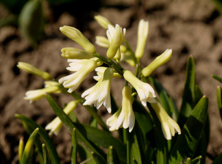 The first spring blooming flowers. hyacinth
