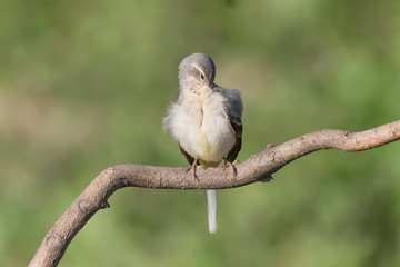 General clean for the Grey wagtail (Motacilla cinerea)