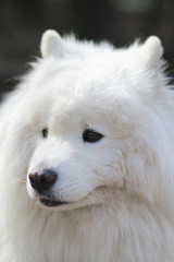 beautiful white dog samoyed outdoors