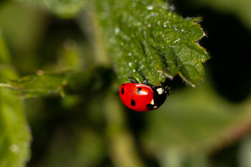 ladybug on green leaf