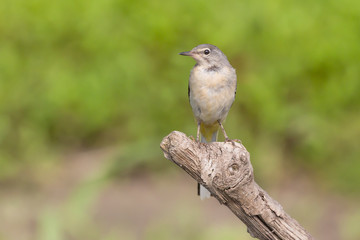 Fototapeta premium Portrait of Grey wagtail on branch (Motacilla cinerea)