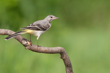Obraz premium Piękna pliszka szara (Motacilla cinerea)