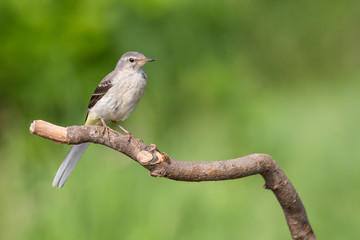 The Grey wagtail in spring season (Motacilla cinerea)