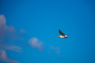 Amazingly beautiful big Dalmatian single pelican flying with big span of wings. Clear winter blus sky over Porto Lagos, Northern Greece. Picturesque frozen moment of Nature