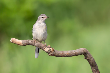 The Grey wagtail on branch in a sunny day (Motacilla cinerea)