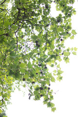 London plane tree spring foliage with seeds hanging from branches against white background