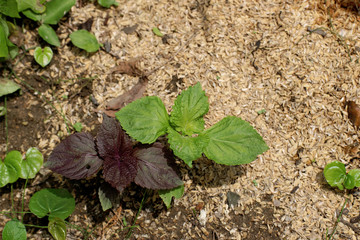 Red and green shiso perilla leaves in garden