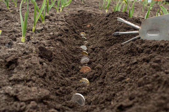 Different Coins are planted in the garden in the ground against the background of rake and sprouts