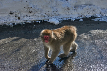 Japanese snow monkey 