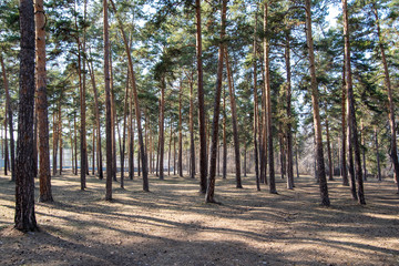 Early spring rare forest, pine trunks, shadows on the ground from trees, no grass yet